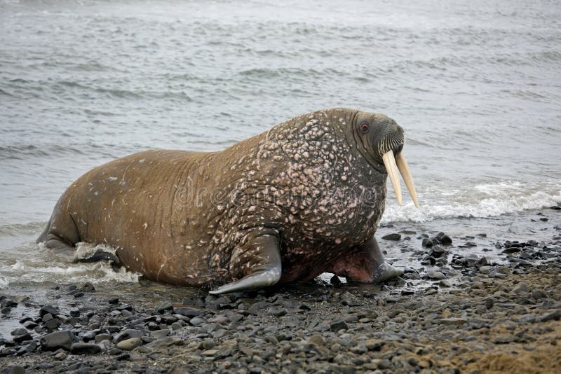 Walrus on the beach - Franz Josef Land archipelago, Russian Arctic. Walrus on the beach - Franz Josef Land archipelago, Russian Arctic
