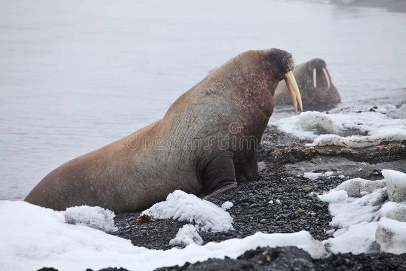 Walrus haul-out on the beach - Franz Josef Land archipelago, Russian Arctic. Walrus haul-out on the beach - Franz Josef Land archipelago, Russian Arctic