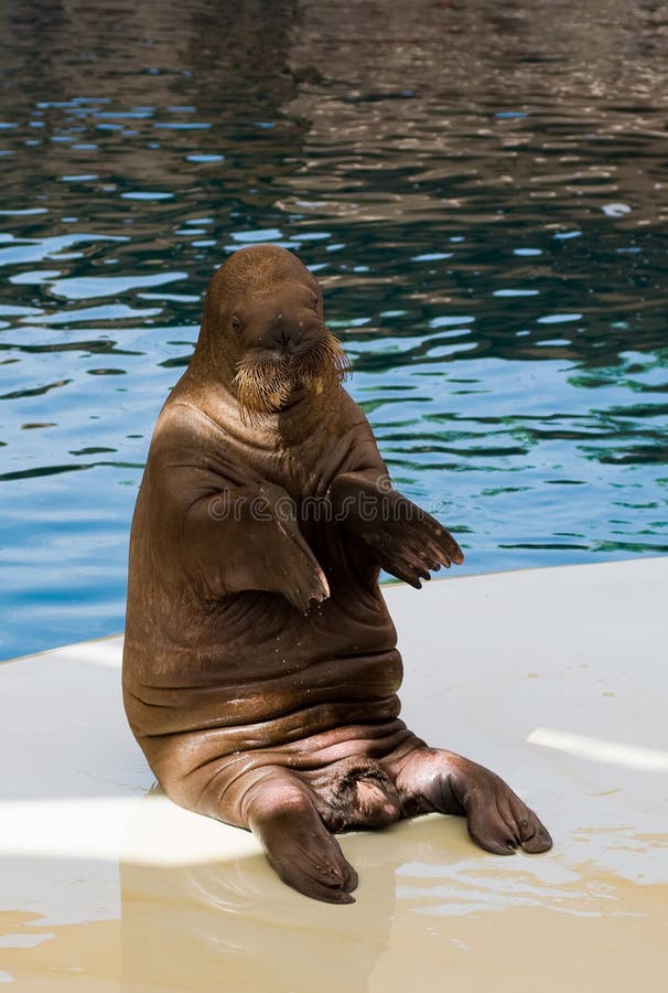 Animal Del Agua De La Morsa Imagen de archivo - Imagen de cubo, noruega:  128562511