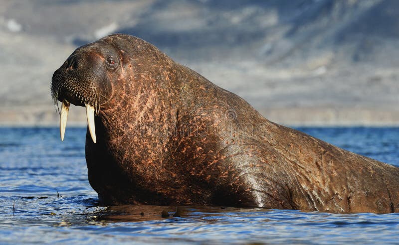 The walrus is the largest seal species seen on the islands of Svalbard / Spitsbergen. The walrus is the largest seal species seen on the islands of Svalbard / Spitsbergen