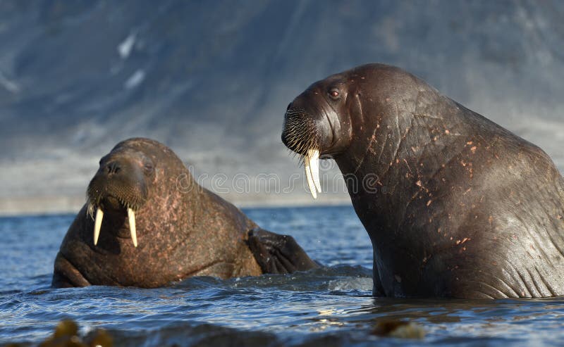 The walrus is the largest seal species seen on the islands of Svalbard / Spitsbergen. The walrus is the largest seal species seen on the islands of Svalbard / Spitsbergen