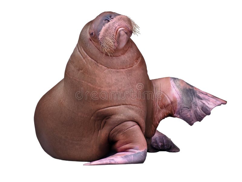 Big Walrus isolated on pure white background. Big Walrus isolated on pure white background