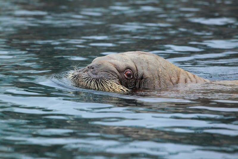 The pacific walrus in water. The pacific walrus in water.