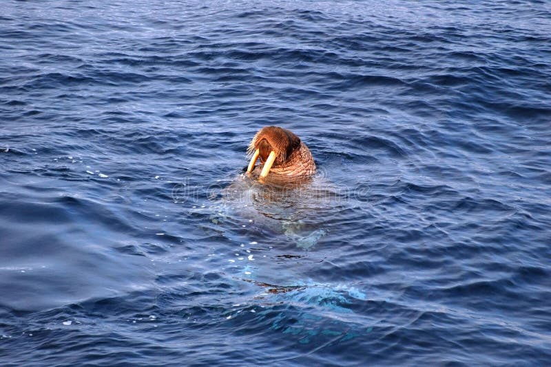 Pacific Walrus surfacing from the Arctic Ocean. Pacific Walrus surfacing from the Arctic Ocean