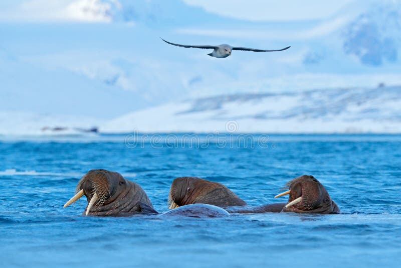 La Morsa, Rosmarus Del Odobenus, Mamífero Marino Flippered Grande, En Agua  Azul, Svalbard, Noruega Retrato Del Detalle Del Animal Imagen de archivo -  Imagen de detalle, paquete: 95608779