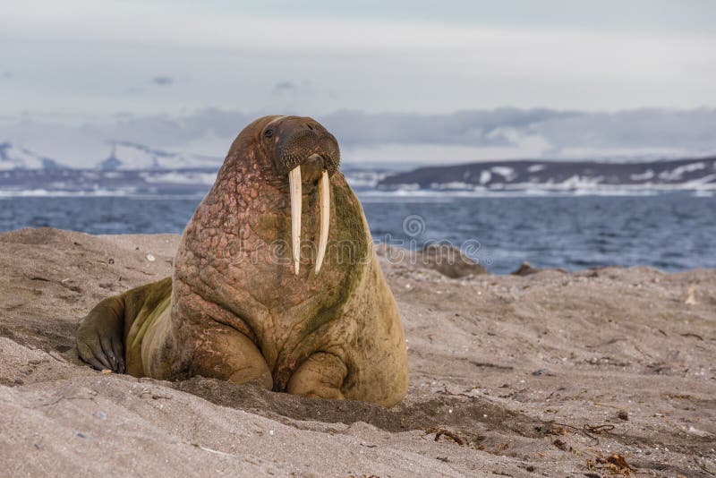 Lonely walrus on a stony bank near the water on Svalbard archipelago. Lonely walrus on a stony bank near the water on Svalbard archipelago