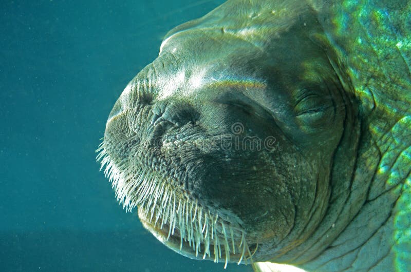 A Walrus underwater close up. A Walrus underwater close up