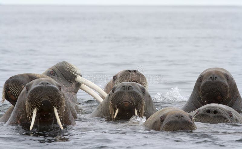 A male walrus and his groups of curious females. A male walrus and his groups of curious females.