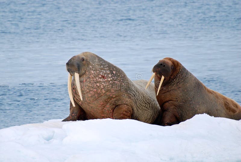 Walrus pair near Freemansund Spitsbergen Arctic Ocean on Snow Island. Walrus pair near Freemansund Spitsbergen Arctic Ocean on Snow Island