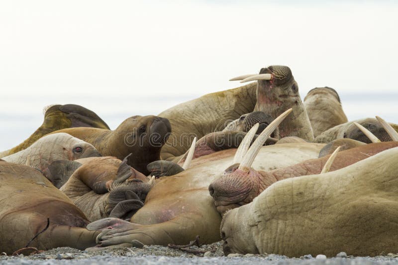 An big walrus male, sleeping cosily, in the middle of a group female walruses. An big walrus male, sleeping cosily, in the middle of a group female walruses.