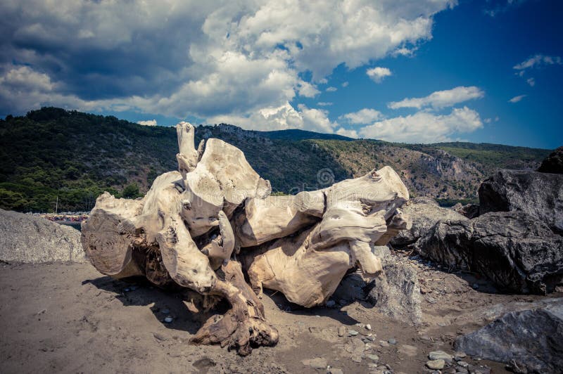 Morski sosnowy bagażnik opiera na Cilento plaży obrazy stock Morski sosnowy bagażnik opiera na Cilento plaży obrazy stock