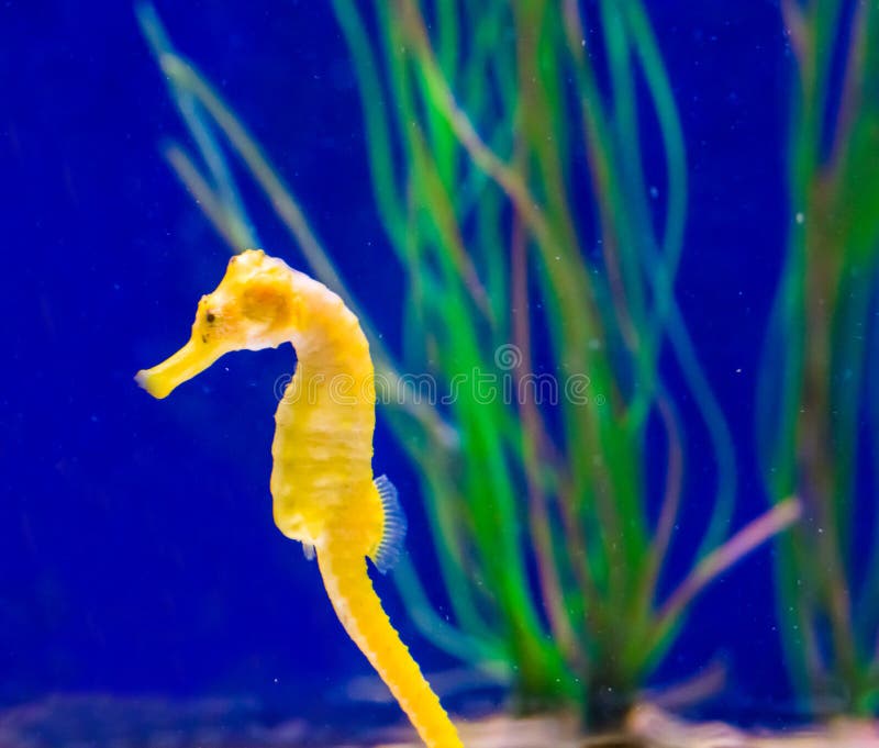 Morskiego życia ryby portret pospolity żółty ujścia seahorse w makro- zbliżeniu fotografia stock Morskiego życia ryby portret pospolity żółty ujścia seahorse w makro- zbliżeniu fotografia stock