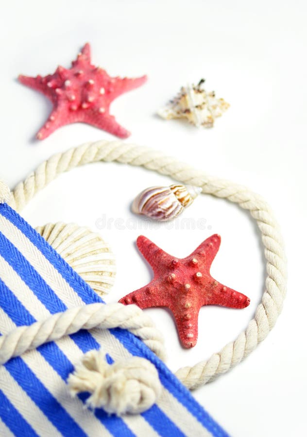 Morskiego życia shellstars i skorupy zdjęcia stock Morskiego życia shellstars i skorupy zdjęcia stock