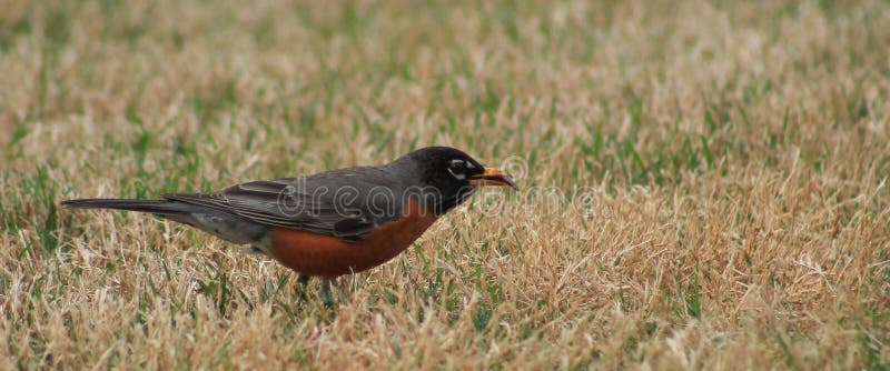 Morsure de bout de Robin images libres de droits Morsure de bout de Robin images libres de droits