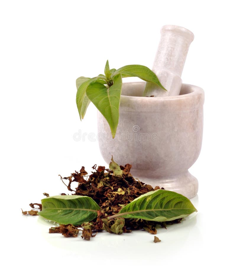 Mortar and Pestle with Drug Vial and Bottles Stock Photo Image of pestle, drugstore 27206074