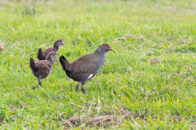 Mortierii Nativo Tasmano Del Gallinula De La Gallina Con Los Polluelos En Hierba Imagen De