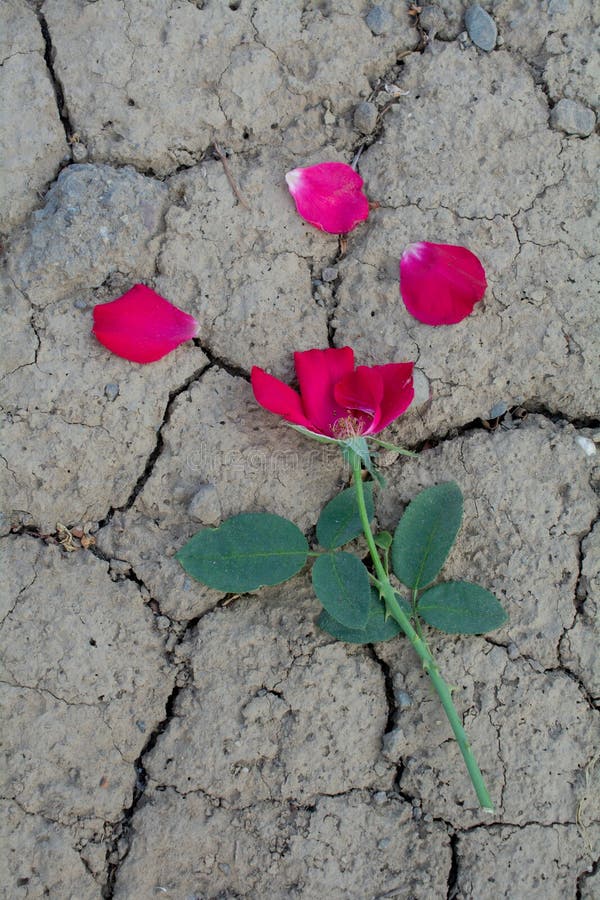 Morto è aumentato su terra incrinata fotografia stock Morto è aumentato su terra incrinata fotografia stock