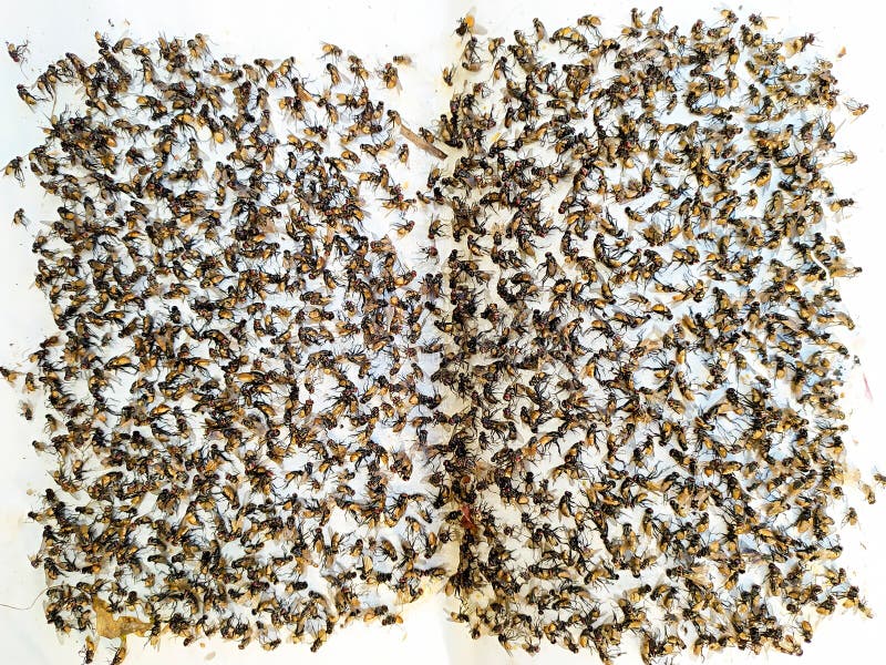 Morts de mouche dans le piège de colle de mouche images libres de droits Morts de mouche dans le piège de colle de mouche images libres de droits