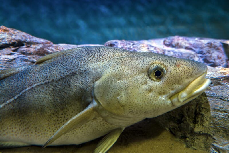 Morue Atlantique (morhua De Gadus) Image Stock - Image Du Nature, Faune ...