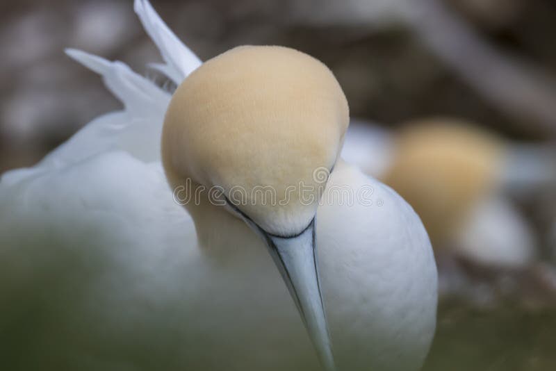 Morus, gannets portraits and close ups of couples courtship, scotland, spring. Morus, gannets portraits and close ups of couples courtship, scotland, spring