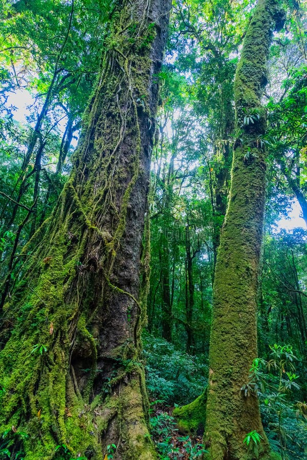 Mos behandelde bomen in het regenwoud stock afbeeldingen Mos behandelde bomen in het regenwoud stock afbeeldingen