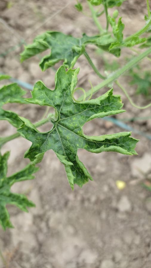 Mosaic Virus in Bitter Guard Stock Photo - Image of green, lawn: 257936708
