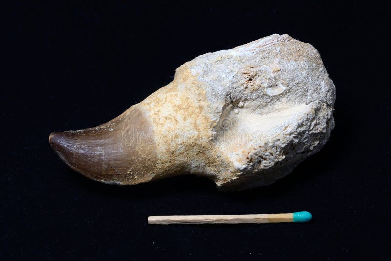 Fossilised mosasaurus tooth from Khorigba, Morrocco, Africa. The Mosasaurs are a genus of extinct marine animals. Fossilised mosasaurus tooth from Khorigba, Morrocco, Africa. The Mosasaurs are a genus of extinct marine animals.