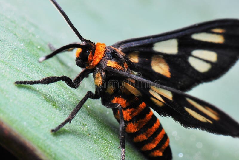 A macro shot taken off a Tiger Moth at a garden. A macro shot taken off a Tiger Moth at a garden.