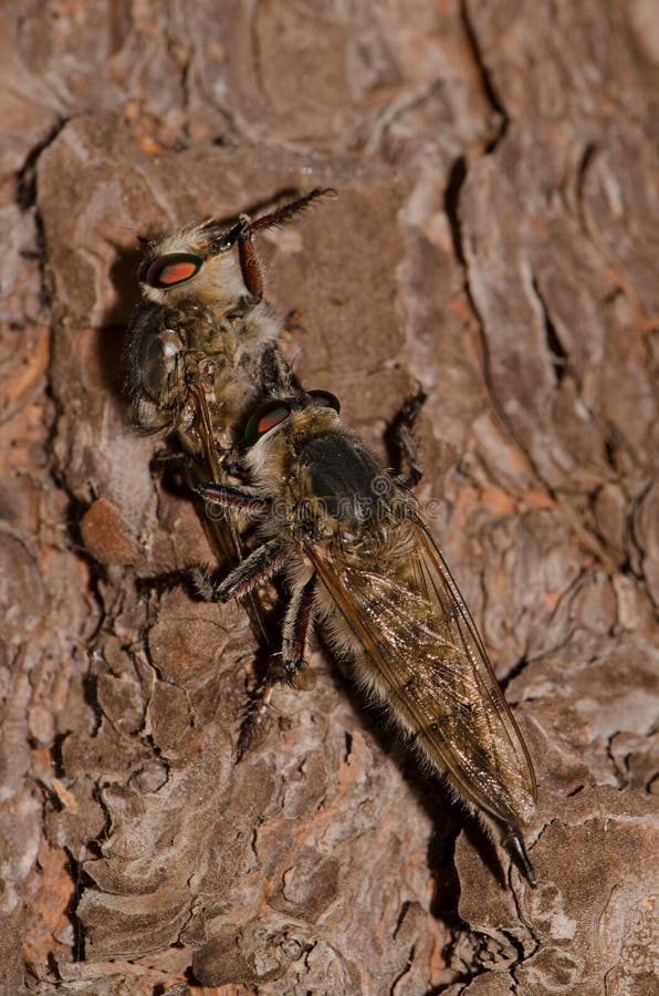 Mosca asiladora alimentándose de otra mosca asiladora fotografía de archivo libre de regalías