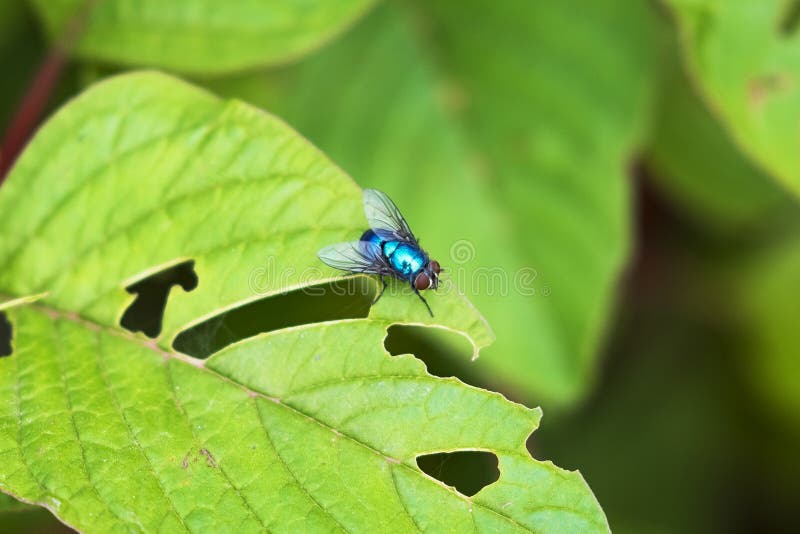 Mosca azul da garrafa na fotografia macro das folhas verdes fotografia de stock Mosca azul da garrafa na fotografia macro das folhas verdes fotografia de stock