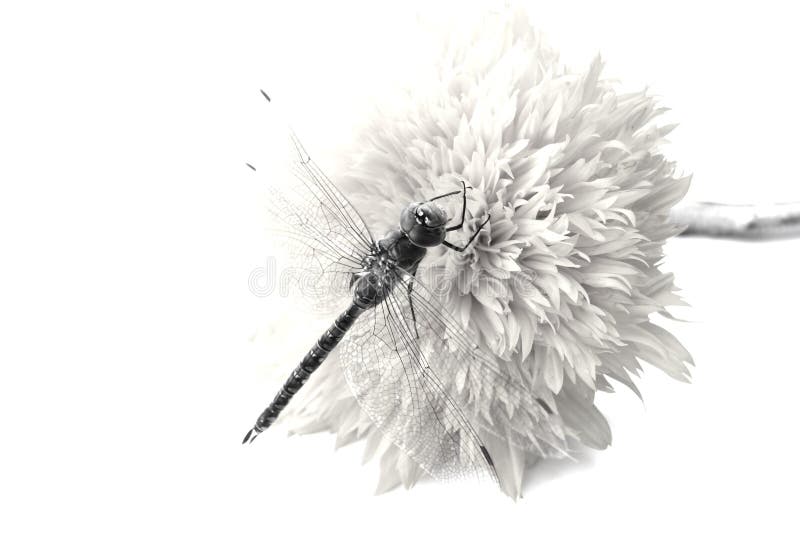 Mosca b/w del drago immagine stock libera da diritti Mosca b/w del drago immagine stock libera da diritti