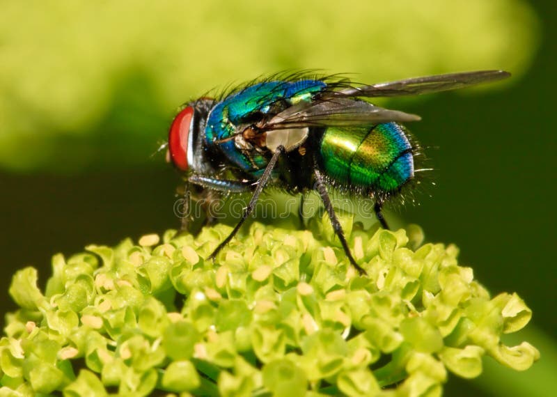 Brilliant fly (Lucilia caesar) sitting on a plant. Brilliant fly (Lucilia caesar) sitting on a plant