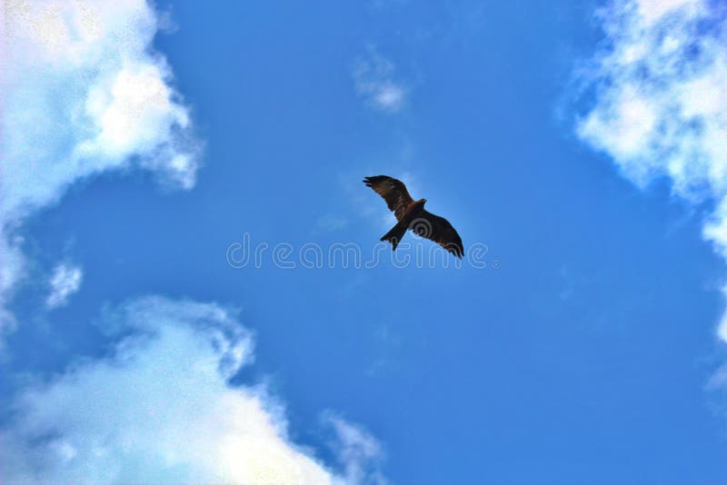 ¡Mosca como un águila! fotografía de archivo libre de regalías ¡Mosca como un águila! fotografía de archivo libre de regalías