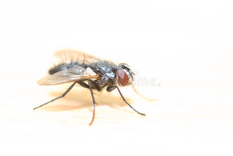 A House Fly in Macro. A House Fly in Macro