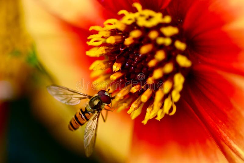 A small hover fly on a large flower in the botanical gardens of London. A small hover fly on a large flower in the botanical gardens of London