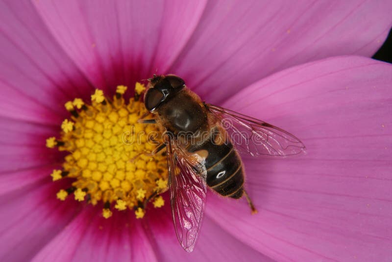 Mosca del abejón (Eristalis tenax) imagen de archivo libre de regalías Mosca del abejón (Eristalis tenax) imagen de archivo libre de regalías