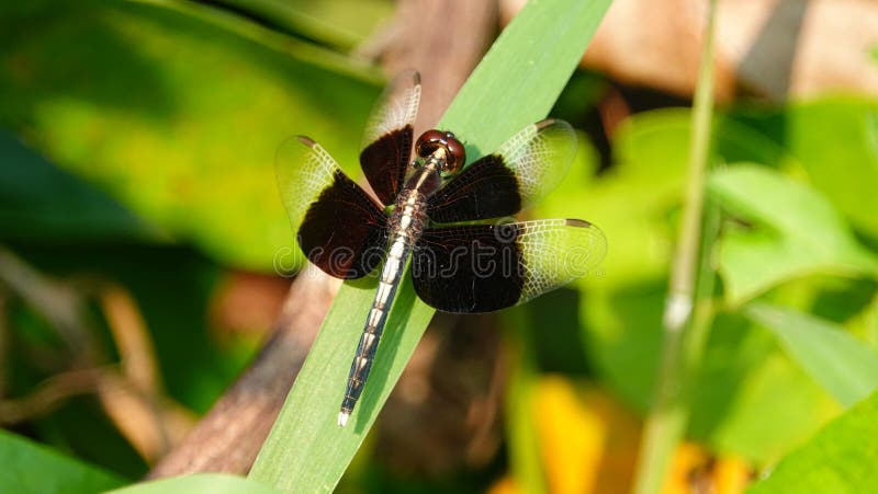 Mosca del drago con le ali nere fotografia stock libera da diritti Mosca del drago con le ali nere fotografia stock libera da diritti