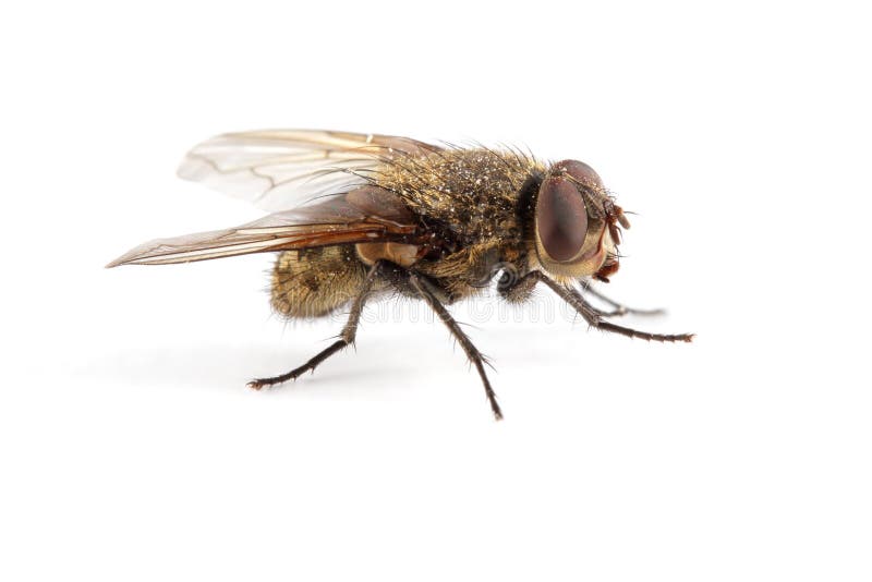 Mosca della Camera fotografia stock libera da diritti Mosca della Camera fotografia stock libera da diritti