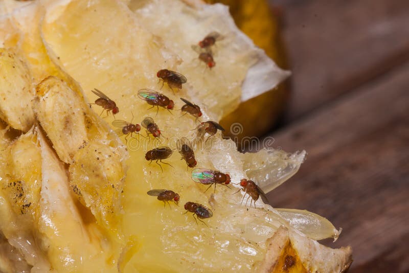 Mosca della frutta sul limone immagini stock Mosca della frutta sul limone immagini stock