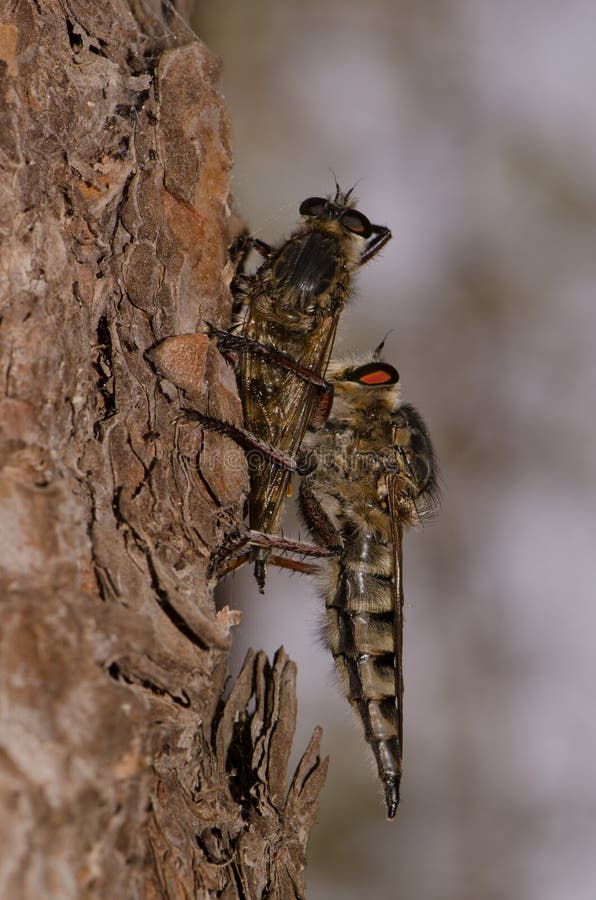Mosca depredadora alimentándose de otra mosca depredadora imagen de archivo libre de regalías