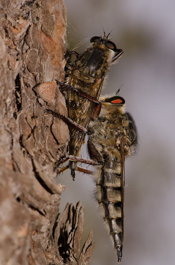 Mosca depredadora alimentándose de otra mosca depredadora fotografía de archivo