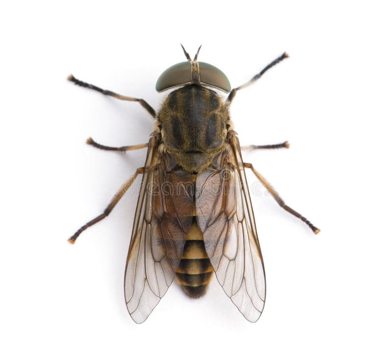 Mosca di cavallo gigante davanti ad una priorità bassa bianca fotografia stock libera da diritti Mosca di cavallo gigante davanti ad una priorità bassa bianca fotografia stock libera da diritti
