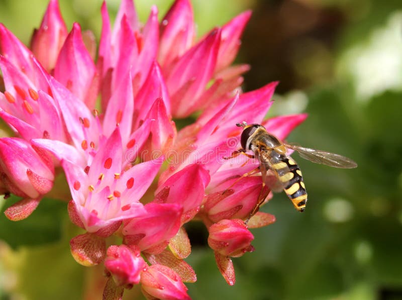 Mosca di librazione (silentis di Sericomyia) su un fiore rosa fotografia stock Mosca di librazione (silentis di Sericomyia) su un fiore rosa fotografia stock