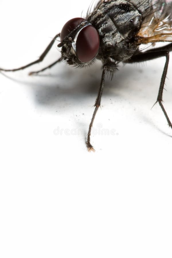 Extreme macro of a housefly. Extreme macro of a housefly