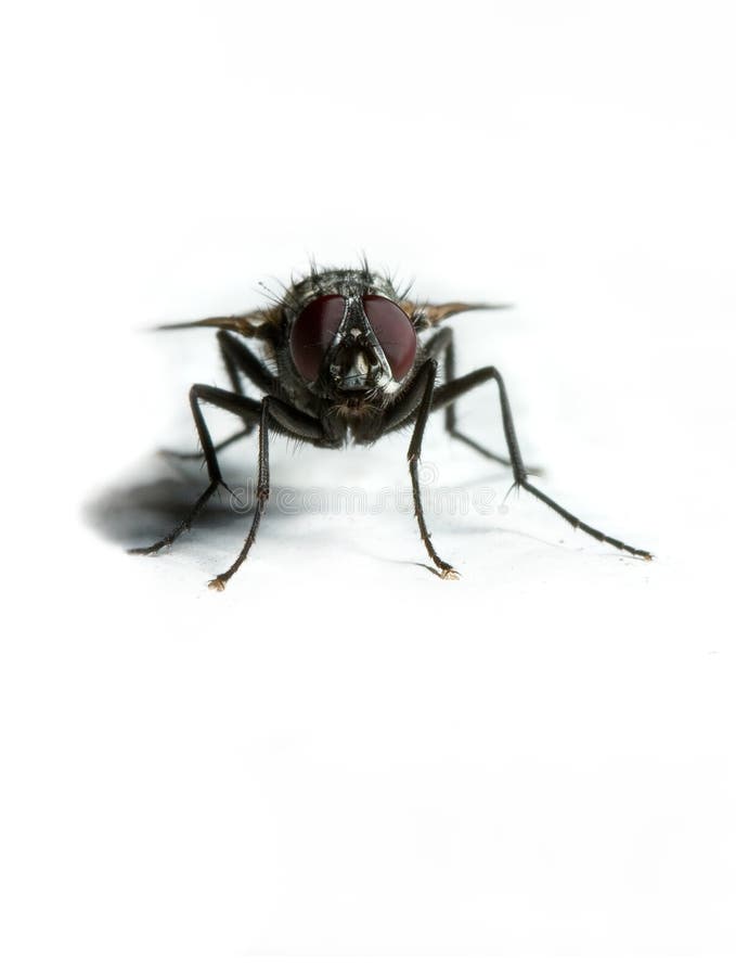 Extreme macro of a housefly. Extreme macro of a housefly