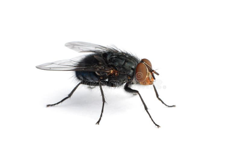 Extreme macro of a common housefly. Extreme macro of a common housefly