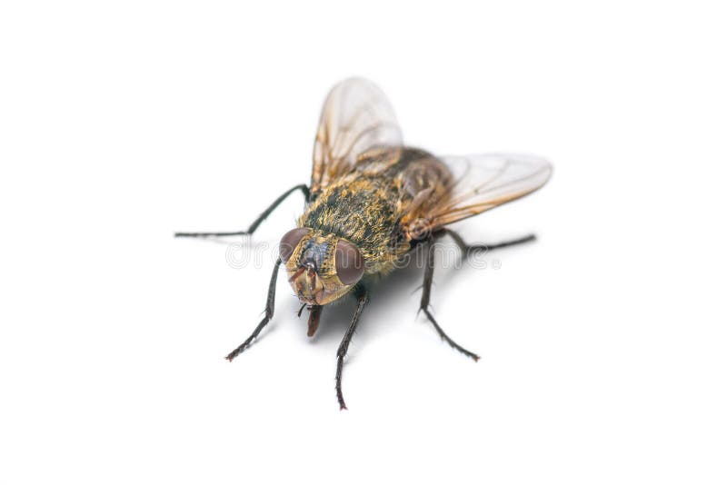 Macro shot of housefly isolated on white background. Macro shot of housefly isolated on white background