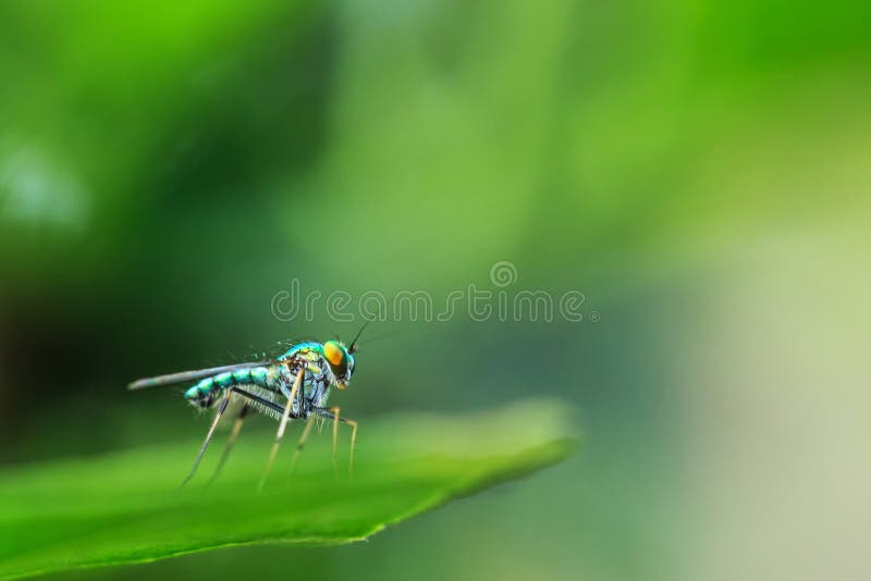 Mosca equipada com pernas longa verde fotos de stock royalty free Mosca equipada com pernas longa verde fotos de stock royalty free