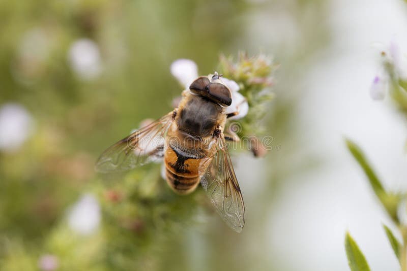Mosca Eristalis tenax del abejón, en una flor fotos de archivo Mosca Eristalis tenax del abejón, en una flor fotos de archivo