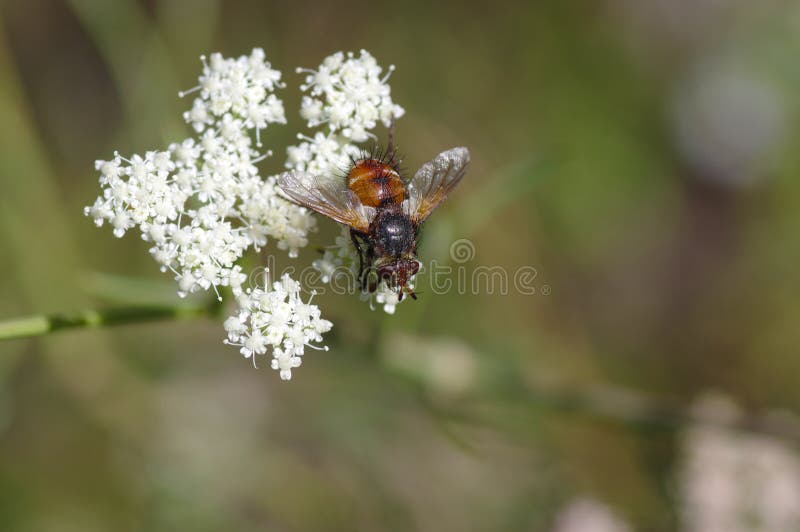 Mosca espinhoso que senta-se em uma flor branca selvagem imagem de stock Mosca espinhoso que senta-se em uma flor branca selvagem imagem de stock